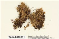 藏品(棉苔屬)的圖片